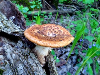 гриб в лесу