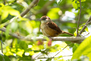 Carolina wren (Thryothorus ludovicianus) in Sarasota, Florida