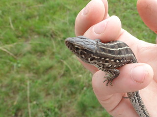 Ящерица в руке