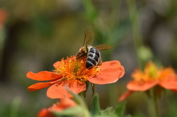 Biene auf einem Roten Nelkenwurz