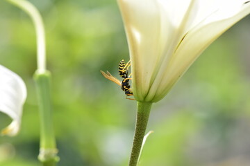 an insect on sweet nectar on a delicate white lily flower