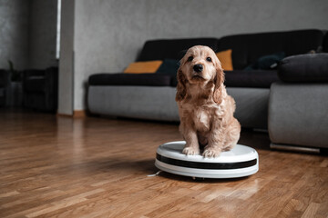 Pet friendly smart vacuum cleaner. Cute golden cocker spaniel puppy dog with while robot vacuum cleaner works close to him. smart technology concept - obrazy, fototapety, plakaty