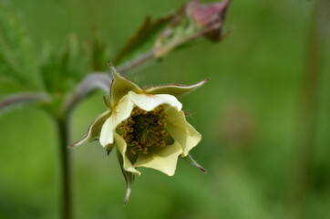 Gelber Bach-Nelkenwurz auf einer Frühlingswiese