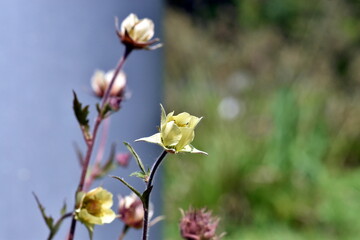 Gelber Bach-Nelkenwurz auf einer Fr&uuml;hlingswiese