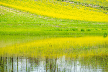 Fototapeta premium 中山高原 幻の池に映る菜の花