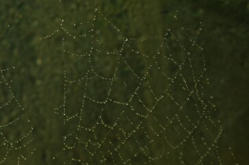 spider web with dew drops