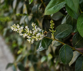 Obraz premium Fotos de flores y cielo nublado