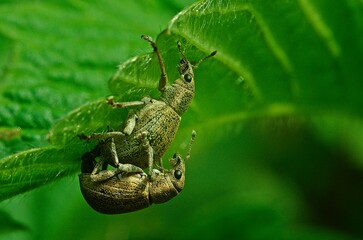 bug on a leaf