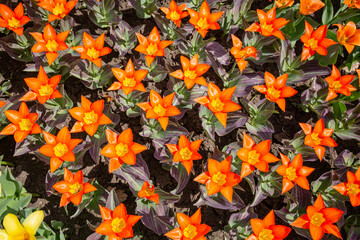 Orange tulips called 'Juan'
