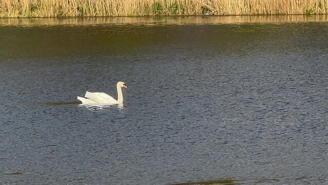 ŁABĘDZIE NIEME. CYGNUS OLOR