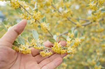 かわいいオリーブの花