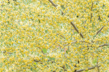 満開に花咲くオリーブの木