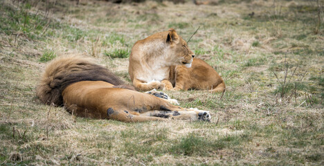 The lion (Panthera leo) is a large cat of the genus Panthera native to Africa and India