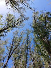 Tall green poplars against a blue sky. A small forest with large trees