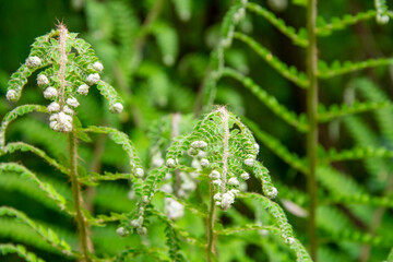 The fern grows and rolls open. Fern opening in the forest. Fake fern blossom