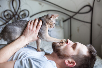 Close up of bearded man lying on a bed and playing with his grey cat. Cute Abyssinian kitten of...