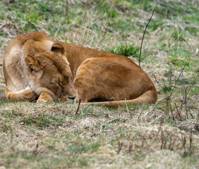 The lion (Panthera leo) is a large cat of the genus Panthera native to Africa and India