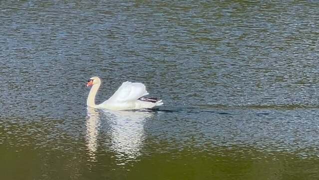 ŁABĘDZIE NIEME. CYGNUS OLOR