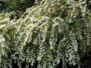 (Spiraea arguta) Spir&eacute;e dentel&eacute;e aux tiges souples et retombantes garnies d'une profusion de fleurs blanches, coeur jaune verd&acirc;tre en cascades