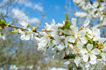 Cherry blossom. White flowers densely covered a tree branch.