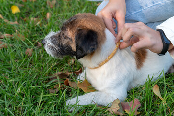 Special collar to protect dogs from ticks. Outside. Autumn spring period mite