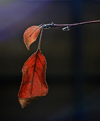 autumn leaves on the ground