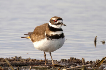 Killdeer bird, a large plover found in the Americas in Alberta, Canada during the spring.