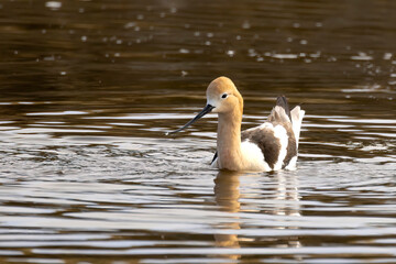 American avocet hanging on a lake in Alberta, Canada during the spring