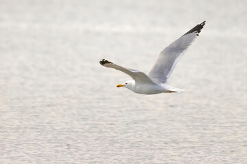 A Seagull in Alberta, Canada during the spring.