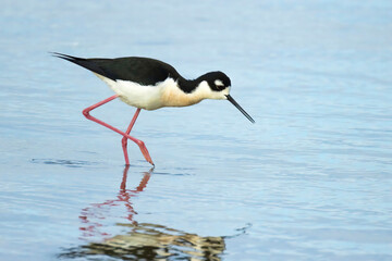 A Black-necked stilt looking for food in a lake in Alberta, Canada during the spring.