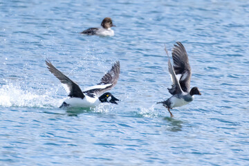 Common Goldeneye Bucephala clangula bird flying from a lake in Alberta, Canada during the spring.