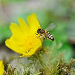 bee on yellow flower
