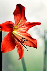 red lily flower