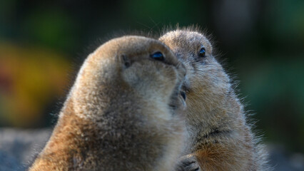 rodent looking at the camera