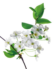 Obraz premium Cherry blossoms. Blooming cherry branches. Spring background.