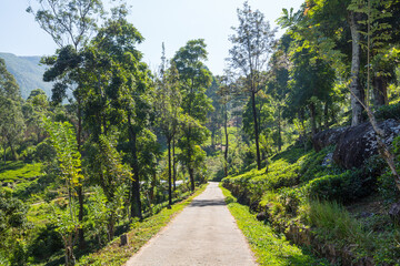 Fototapeta na wymiar Road on Sri Lanka