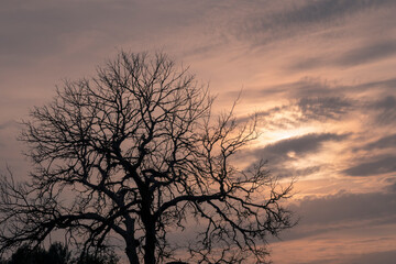 Bare tree silhouette against dark sunset sky. Autumn or winter season