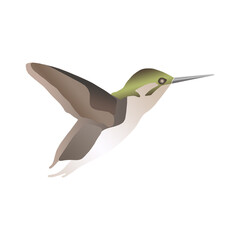 Fototapeta premium Grafische Darstellung eines Kolibri