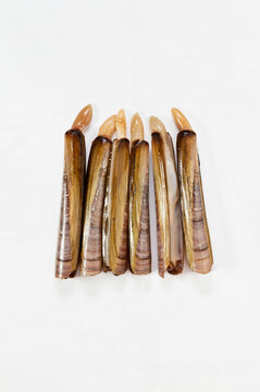 Grooved razor shell on white background