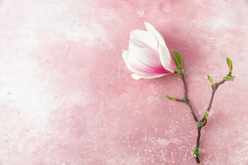 Pink magnolia flower branch on pastel pink background. Minimal concept. Festive background. Flat lay