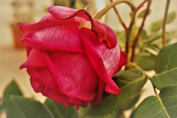 Rote Pfingstrose 