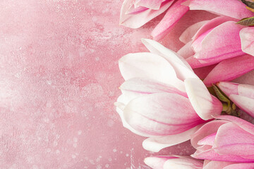 Pink magnolia flowers on pink concrete background. Flat lay. Top view with copy space. Festive...