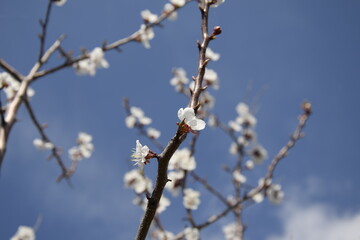 Cherry blossoms on branches, against the sky