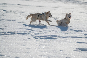 Fototapeta na wymiar Dogs playing in the snow. Magical winter.