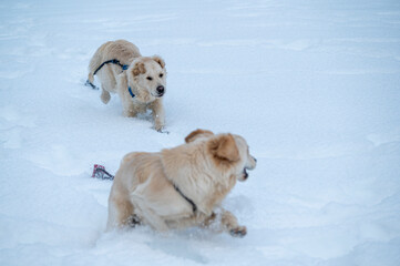 Dogs playing in the snow. Magical winter.