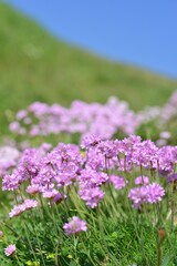 Naklejka premium Sea Thrift, Jersey, U.K. Spring coastal wildflowers.