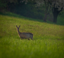 Deer on spring color meadow in Zlin area in Moravia
