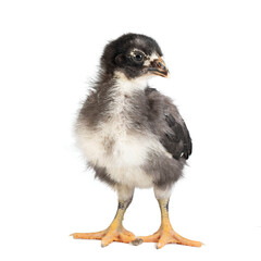 Cute little chicken isolated on white background