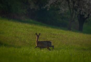 Deer on spring color meadow in Zlin area in Moravia