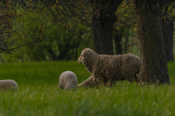 Sheep on fresh spring meadow near fruit trees in Moravia